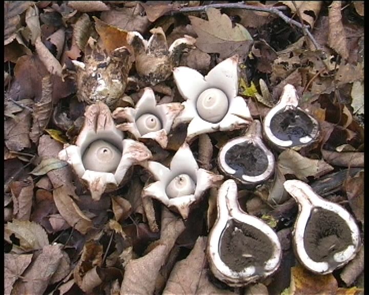 Geastrum  triplex   Junghuhn